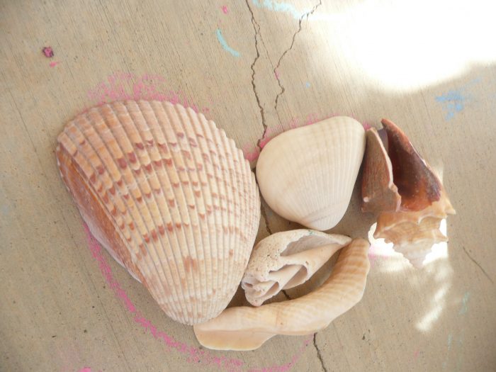 classifying shells...OCEAN fun - A Mom With A Lesson Plan