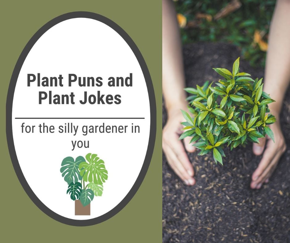 Plant Puns and Jokes